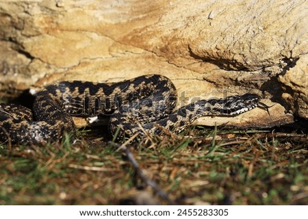 Vipera berus, also known as the common European adder and the common European viper, is a species of venomous snake in the family Viperidae. Royalty-Free Stock Photo #2455283305