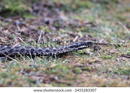Vipera berus, also known as the common European adder and the common European viper, is a species of venomous snake in the family Viperidae. Royalty-Free Stock Photo #2455283307