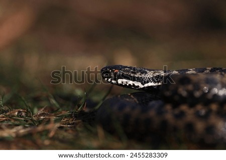Vipera berus, also known as the common European adder and the common European viper, is a species of venomous snake in the family Viperidae. Royalty-Free Stock Photo #2455283309