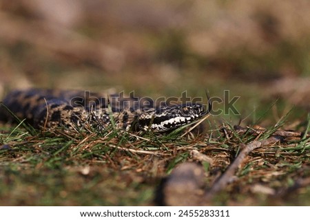 Vipera berus, also known as the common European adder and the common European viper, is a species of venomous snake in the family Viperidae. Royalty-Free Stock Photo #2455283311