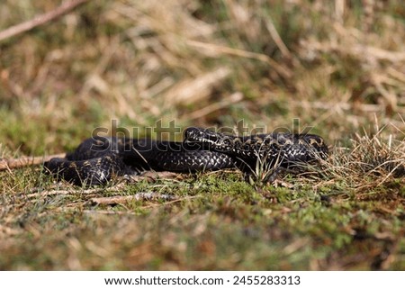 Vipera berus, also known as the common European adder and the common European viper, is a species of venomous snake in the family Viperidae. Royalty-Free Stock Photo #2455283313