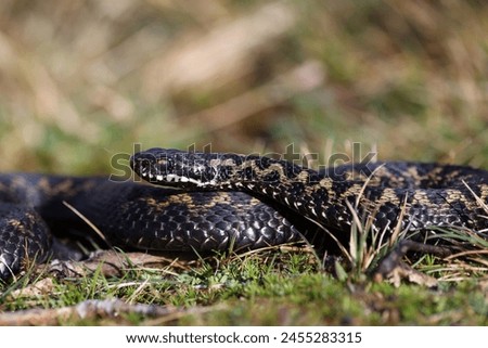 Vipera berus, also known as the common European adder and the common European viper, is a species of venomous snake in the family Viperidae. Royalty-Free Stock Photo #2455283315