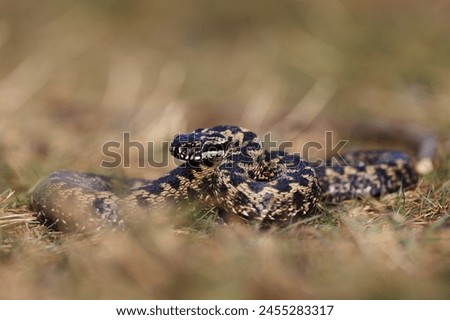 Vipera berus, also known as the common European adder and the common European viper, is a species of venomous snake in the family Viperidae. Royalty-Free Stock Photo #2455283317