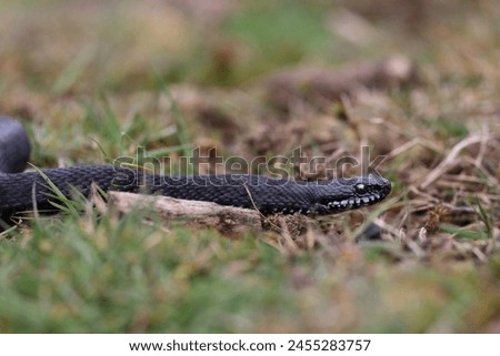 Vipera berus, also known as the common European adder and the common European viper, is a species of venomous snake in the family Viperidae. Royalty-Free Stock Photo #2455283757