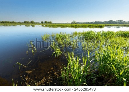 The floodplain of the Bug River, flooded meadows, full of aquatic plants,