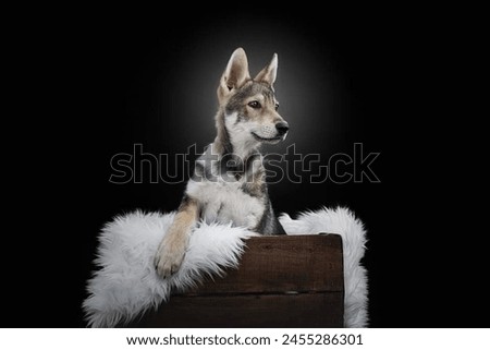 Studio portrait of a cute Czechoslovakian Wolfdog.isolated on a black background.
