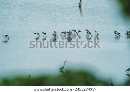 beautiful photograph flock of painted storks cranes grey herons habitat bird sanctuary turquoise blue water lake seascape ocean migratory avian empty space wetlands natural scenery plumage wallpaper 