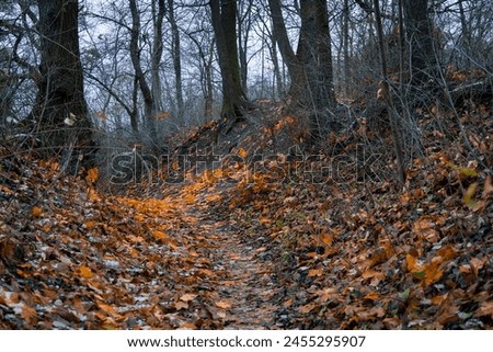 atmospheric autumn forest aesthetic landscape with trees and vivid orange falling leaves, October Halloween eve time
