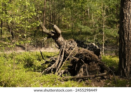 a fallen tree in a green forest