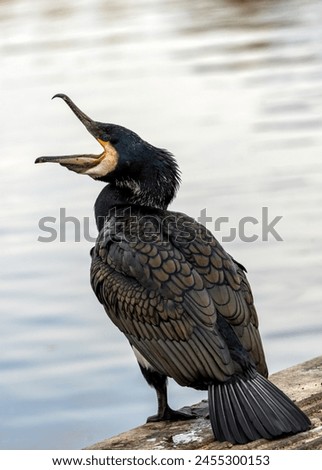 Large, black aquatic bird with hooked beak. Dives for fish in Dublin's coastal waters  rivers.  Royalty-Free Stock Photo #2455300153