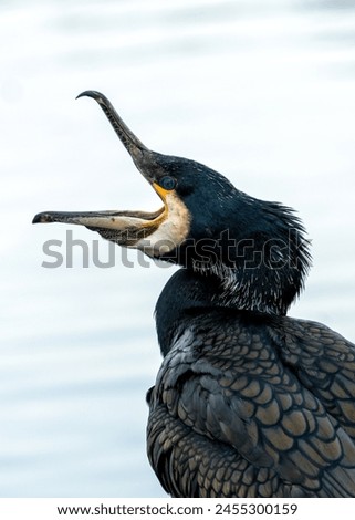 Large, black aquatic bird with hooked beak. Dives for fish in Dublin's coastal waters  rivers.  Royalty-Free Stock Photo #2455300159