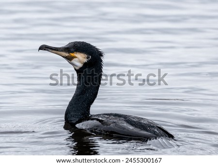 Large, black aquatic bird with hooked beak. Dives for fish in Dublin's coastal waters  rivers.  Royalty-Free Stock Photo #2455300167