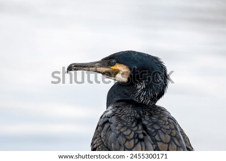 Large, black aquatic bird with hooked beak. Dives for fish in Dublin's coastal waters  rivers.  Royalty-Free Stock Photo #2455300171