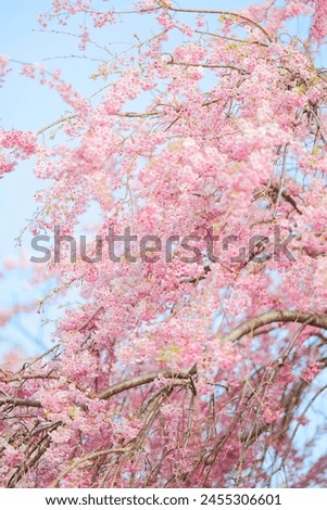weeping cherry blossoms in hokkaido