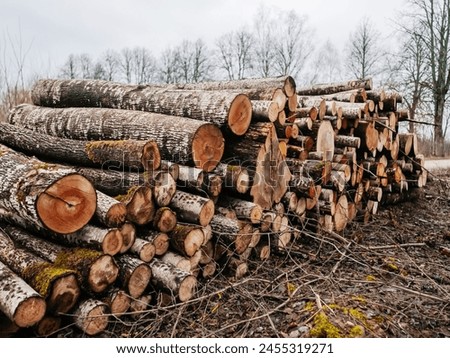 Thin and thick size tree trunks in a heap ready for transportation and post production in a country side. Low quality wood material. Selective focus. Nobody.