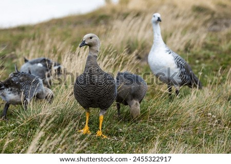 Upland Goose, Chloephaga picta, Tierra del Fuego National Park, Patagonia, Argentina.