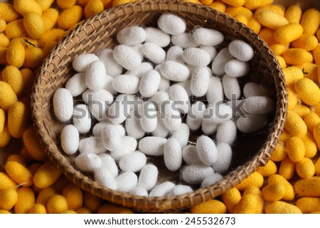 yellow and white silkworm cocoon in the farm