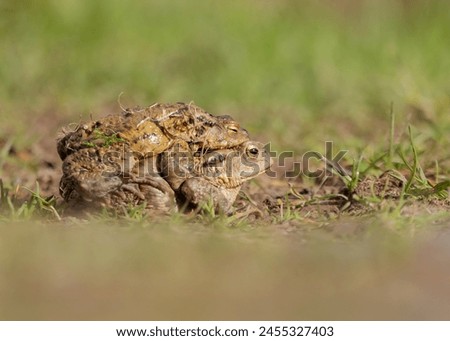 Common toads mating, warts and all cshpot of two common toads in lancashire england