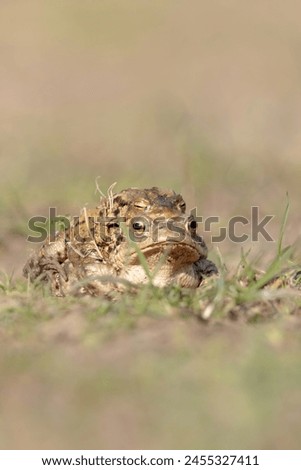 Two Common toads mating - vertical composition. Toads isolated against bblurred foreground and background Royalty-Free Stock Photo #2455327411