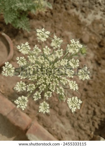 this picture is Peace full .this is carrot flower .
in home grand it a beauty of green and white 
flower 🥕🌼.in the flower have many small
flowers.l hope you like it🥰