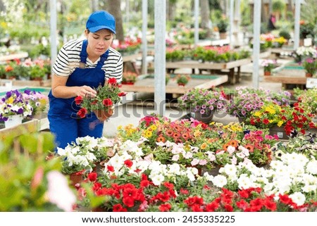 Skilled positive young female floriculturist engaged in cultivation of potted bedding plants in greenhouse, checking tender blooming Surfinia bushes in pots on flower display Royalty-Free Stock Photo #2455335225