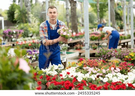 Experienced interested floriculturist in blue workwear tending to delicate blooming pink Surfinia plants in pots in spacious sunlit outdoor garden center Royalty-Free Stock Photo #2455335245