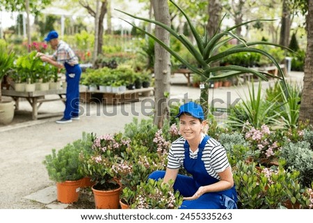 Smiling young female floriculturist in striped shirt and blue overalls happily displaying pink blooming Rhaphiolepis indica Springtime bushes in sunlit open garden center Royalty-Free Stock Photo #2455335263