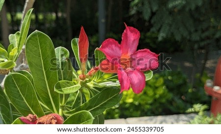 Desert rose, also known as Adenium obesum, gets its name from its rose-like flowers and is a popular succulent plant for both indoor and outdoor gardening. Desert rose looks stunning when planted in t Royalty-Free Stock Photo #2455339705