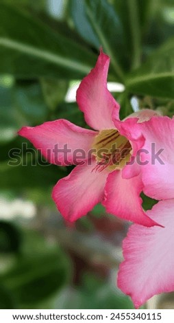 Desert rose, also known as Adenium obesum, gets its name from its rose-like flowers and is a popular succulent plant for both indoor and outdoor gardening. Desert rose looks stunning when planted in t Royalty-Free Stock Photo #2455340115