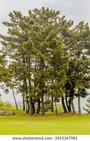 Copse of evergreen trees under cloudy sky in Suncheon, South Korea. Royalty-Free Stock Photo #2455347981