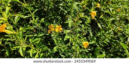 Barleria prionitis, known as the Porcupine Flower, is a perennial shrub with bright yellow flowers and sharp thorns, often used in Ayurvedic medicine