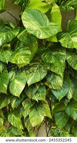 A golden touch to adorn your digital space with natural beauty - golden pothos perfect picture for your header blog and media social