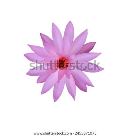 Beautiful pink lotus flower isolated on white background