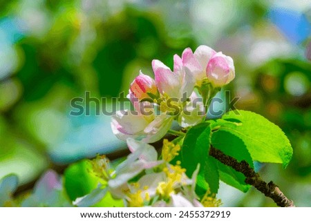 Apple tree decorated with beautiful delicate flowers. The beauty of nature captured in a stunning spectacle. A spectacle worth seeing. Demonstration of the magic of spring. Royalty-Free Stock Photo #2455372919