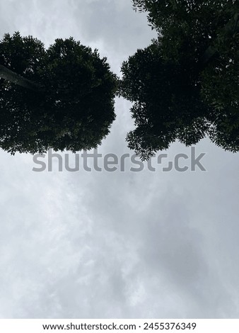 A photo about two trees with a beautiful clouds in the evening outdoor outside pic picture
