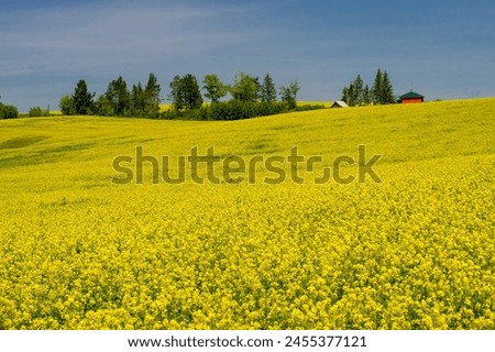 Rapeseed (Brassica napus subsp. Napus) with bright yellow flowering, cultivated thanks to oil-rich seeds, canola is an important source of vegetable oil and a source of protein flour. Royalty-Free Stock Photo #2455377121