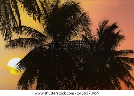 Silhouette coconut trees on sunset colorful twilight summer sky with beautiful sun. Image use for travel business and tourism industry background.
