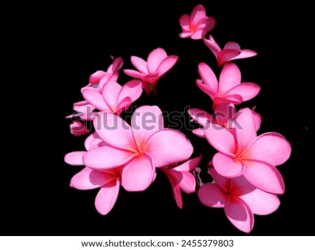 Bunga Kamboja or Cambodia flower or Frangipani flower of plumeria rubra types with pink colour. Isolated on black background.