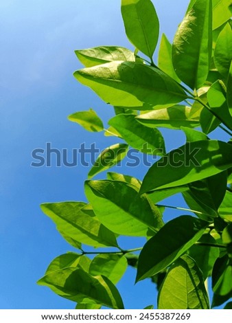 Bay leaf. This photo of leaves was taken on a sunny morning.