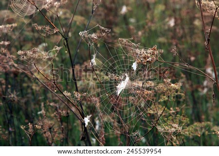 isolated close-up cobweb on the dry grass misty autumn morning