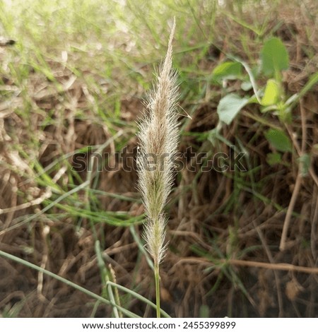2,229 Cogon Grass Royalty free Photo And stock