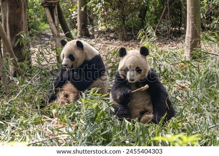 Giant panda, Panda Valley, Chengdu, Sichuan province, China