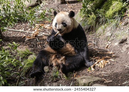 Giant panda, Panda Valley, Chengdu, Sichuan province, China