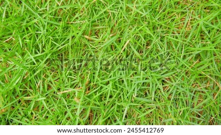 Japanese Grass (Zoysia Japonica) Is Green And Lush Home Lawn Grass