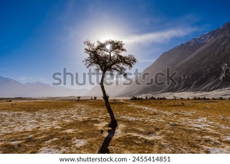 Silhouette Lonely Tree on white sand dunes, sun background and mountain range at Nubra valley India.