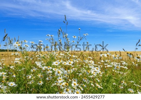 Scentless Mayweed flowers in the summer Royalty-Free Stock Photo #2455429277