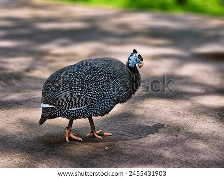The Helmeted Guinea Fowl is a small type of bird with colorful feathers and a tuft of feathers on its head Royalty-Free Stock Photo #2455431903