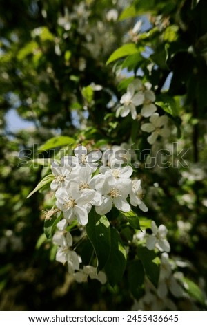 White blossoms adorn green branches under a clear blue sky