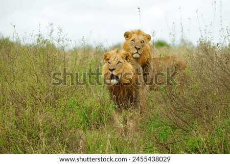 Unique and captivating, this image features two majestic lions, one with a striking white eye, symbolizing the beauty of diversity in nature. Perfect for concepts of individuality and wildlife wonders