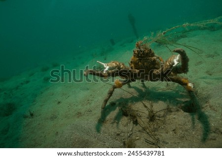 Spider Crab on annual march into Port Philip Bay